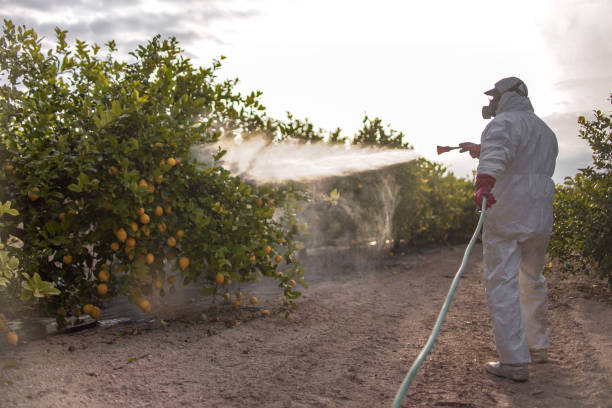Best Best Pest Control Companies  in Beaufort, SC